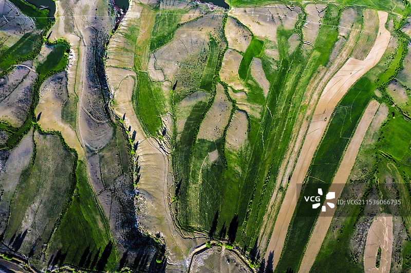 青河县绿色排笔图片素材