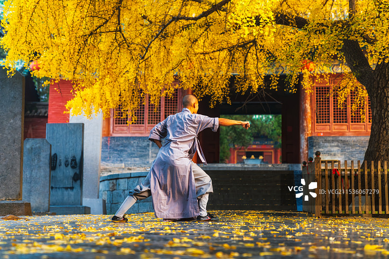 河南，郑州市，登封市，嵩山少林寺，天王殿，世界文化遗产，武僧在千年银杏树下习武，展示少林功夫，秋景图片素材