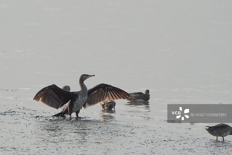 鸬鹚捕鱼图片素材