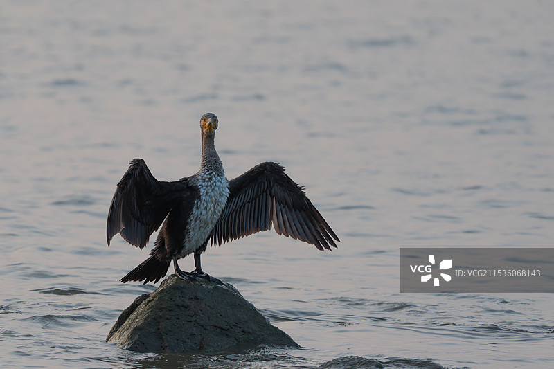 鸬鹚捕鱼图片素材