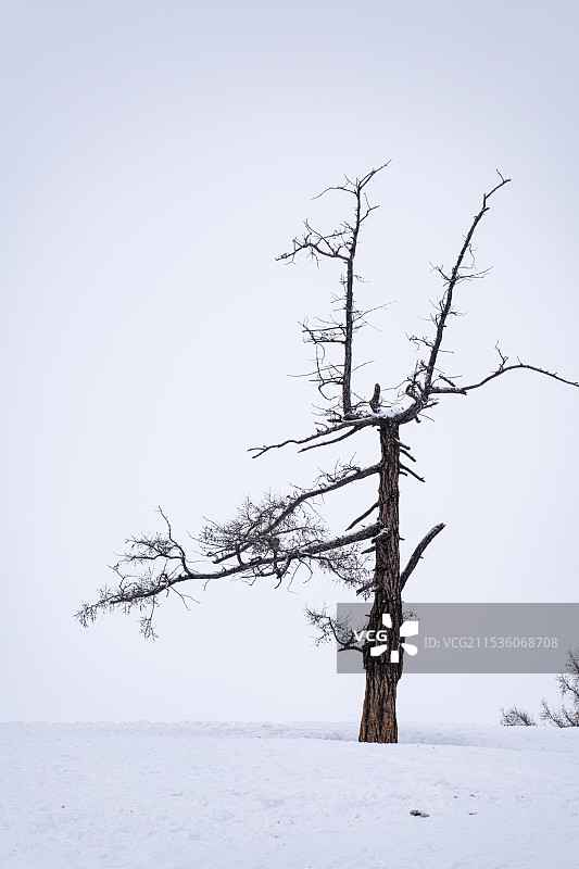 孤独的树图片素材