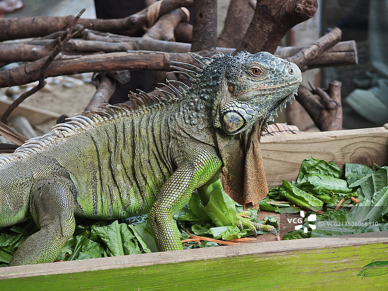 鬣蜥在植物上的特写镜头图片素材