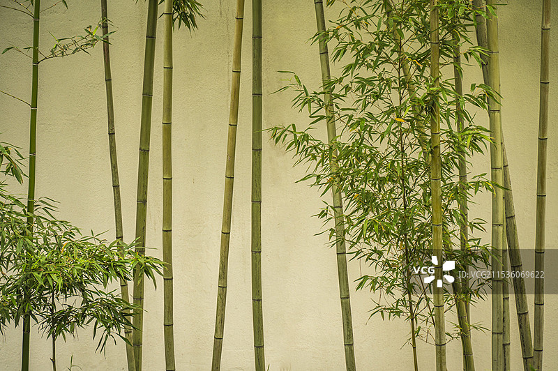 苏州留园的竹子景观图片素材