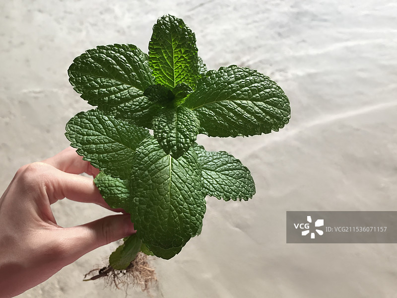 一只手拿着一棵薄荷图片素材