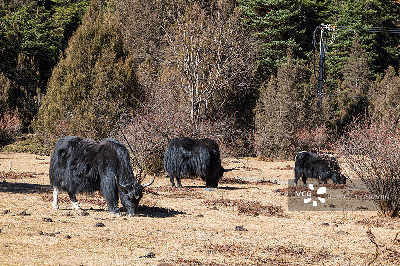 吃草的牦牛群图片素材