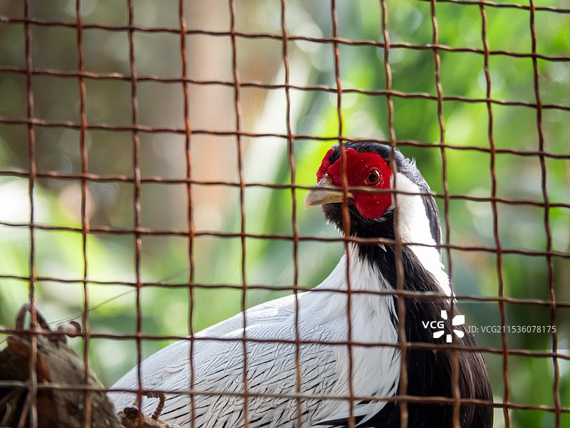 柳州动物园笼子里的鸟图片素材