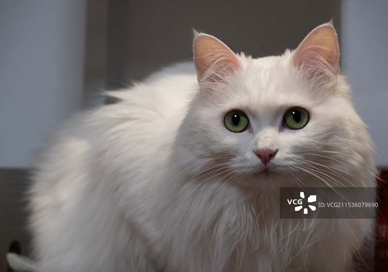 山东狮子猫图片素材