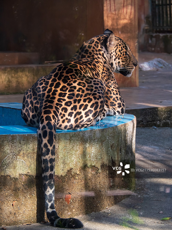 柳州动物园的豹子图片素材