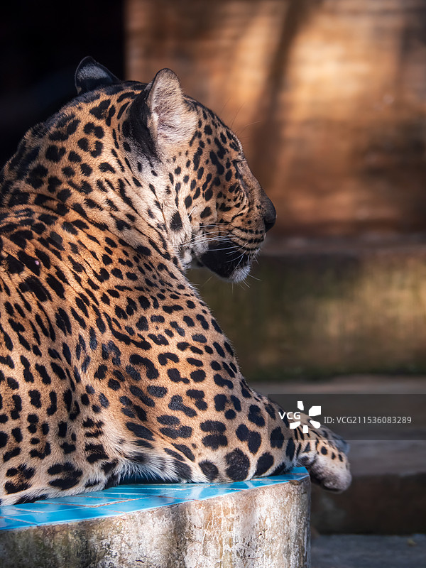 柳州动物园的豹子图片素材