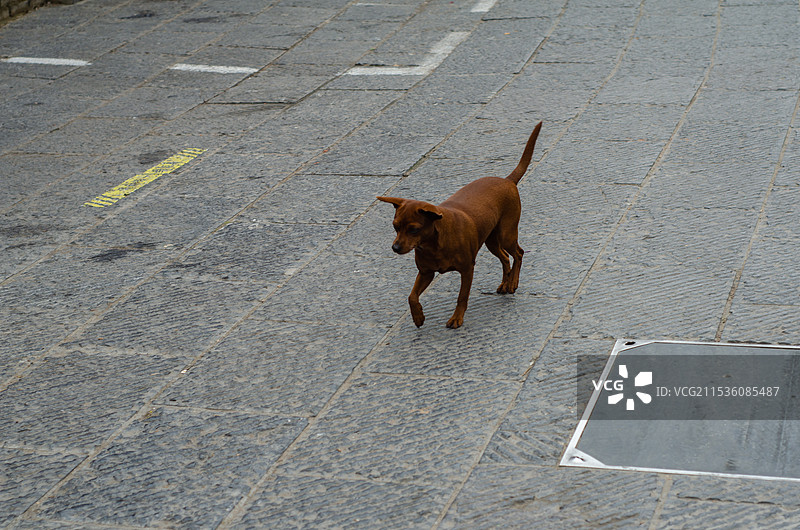 洛阳老街上的一条狗图片素材
