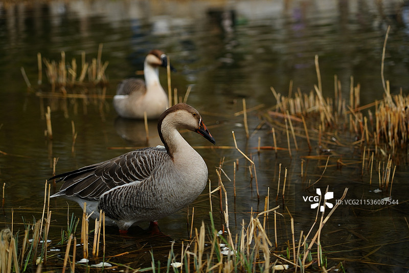 鸭子的特写镜头图片素材
