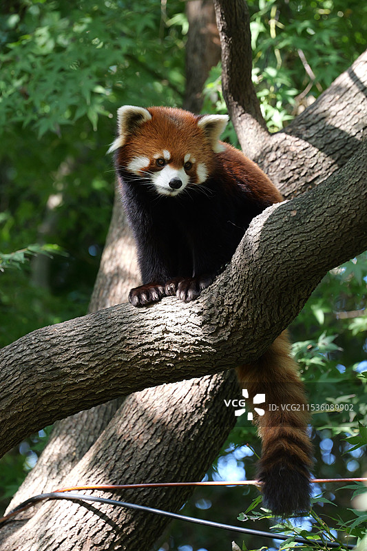 大树上蹲着的小熊猫双儿图片素材