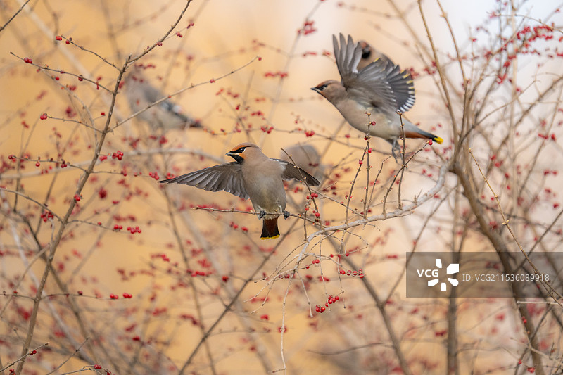 树枝上的太平鸟图片素材