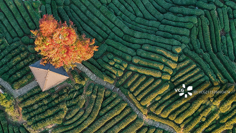 杭州秋色图片素材