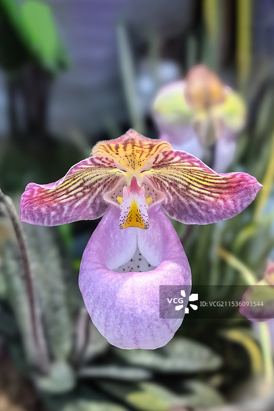 漂亮的兜兰图片素材