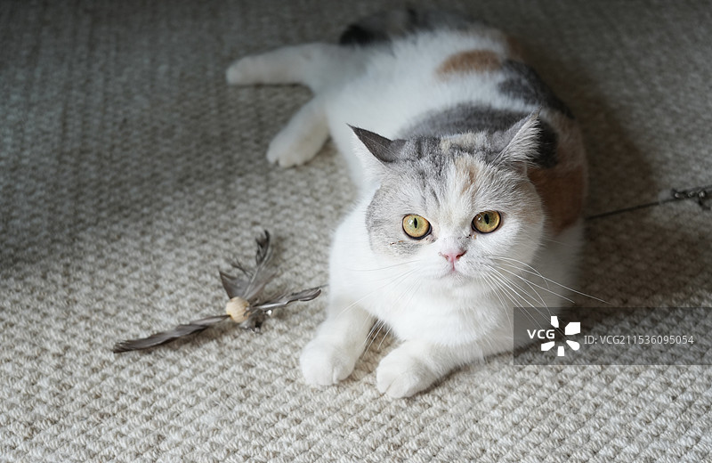 三花猫图片素材