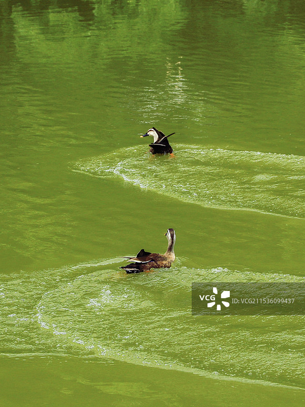 鸭子戏水图片素材