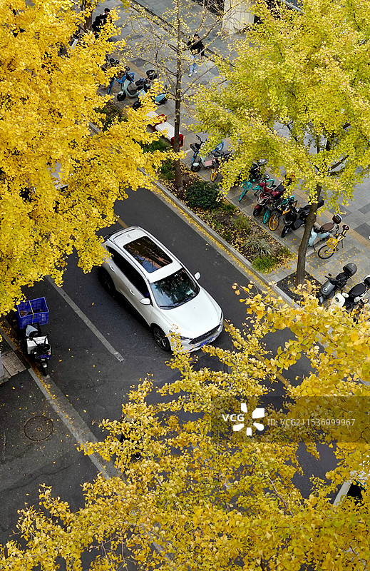 上海局门路银杏树下行驶的汽车图片素材