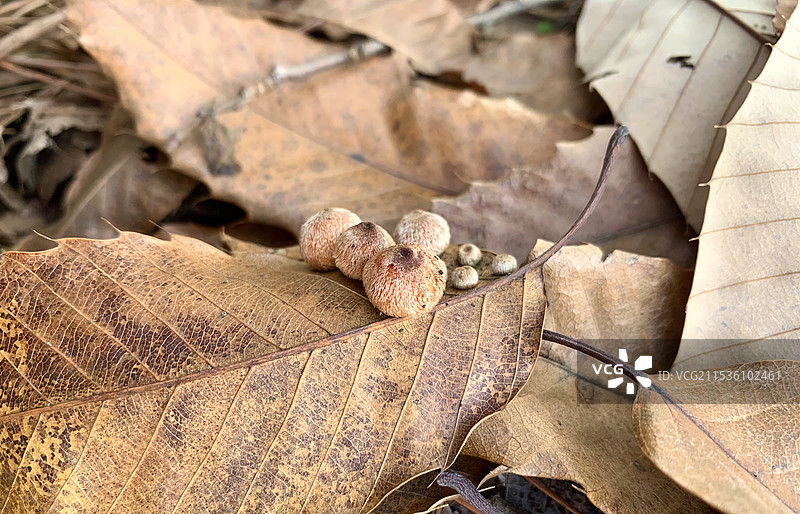 麻栎叶子上的虫瘿，栎瘿图片素材