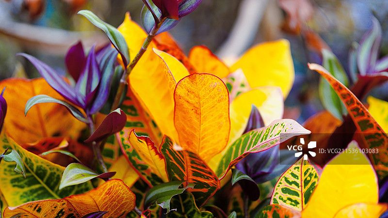 变叶木图片素材