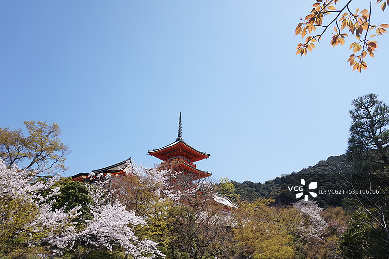 春天蓝天下日本京都清水寺樱花图片素材