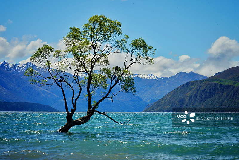 孤独的树图片素材