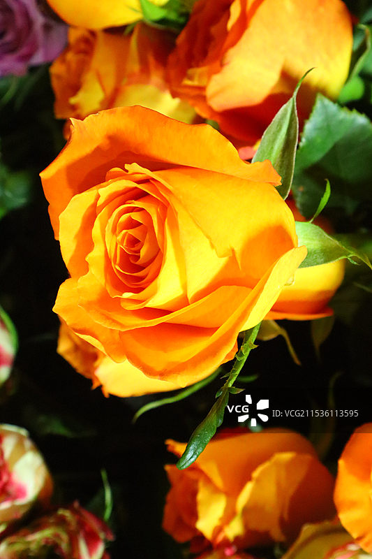 黄玫瑰图片素材