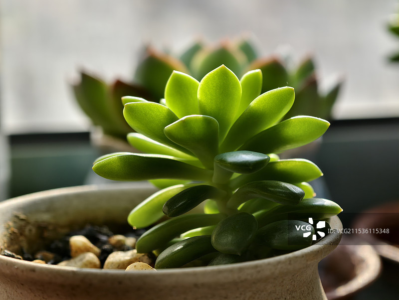 多肉植物图片素材