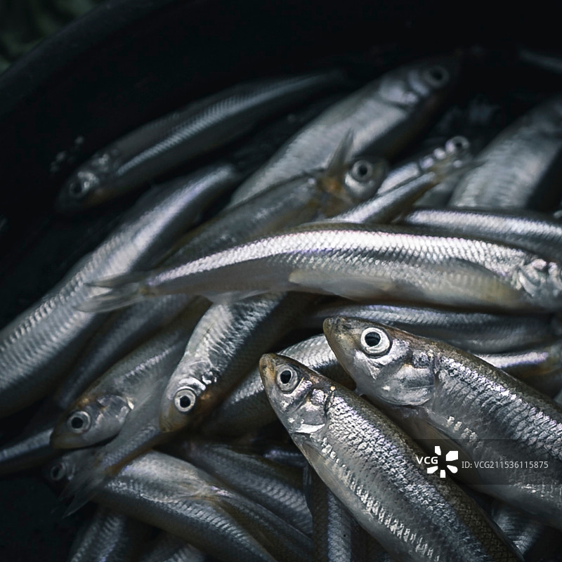 新鲜的小鱼儿图片素材