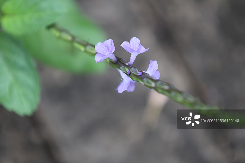 海南三亚亚龙湾火车站热带植物图片素材