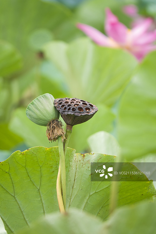 拥抱的莲蓬图片素材