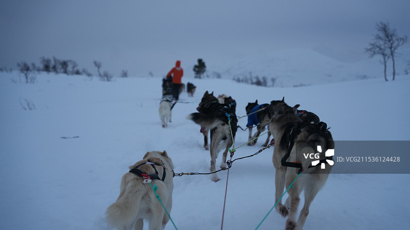 冬天挪威特罗姆瑟狗拉雪橇，哈士奇图片素材