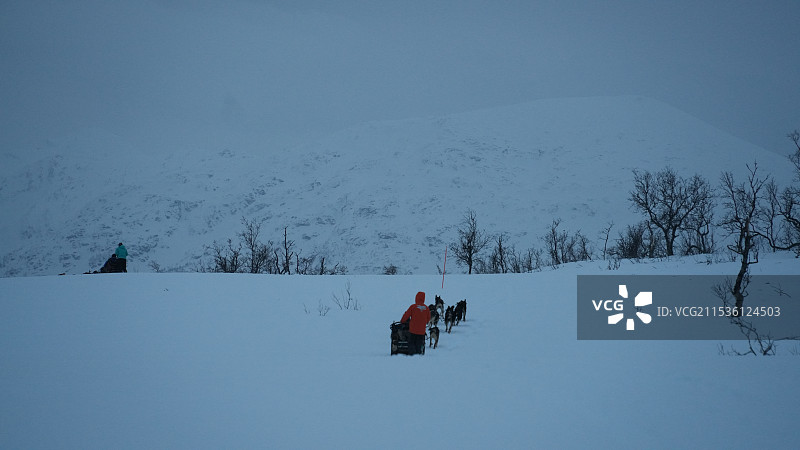 冬天挪威特罗姆瑟狗拉雪橇，哈士奇图片素材