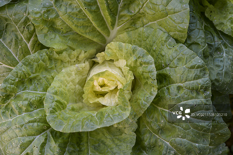 冬季乡村菜园里生长的黄心大白菜图片素材