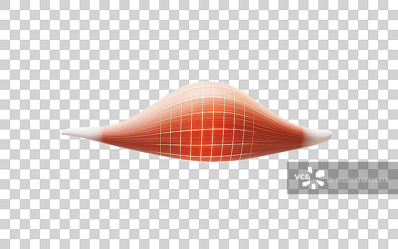 肌肉结构生物医学插画三维渲染图片素材