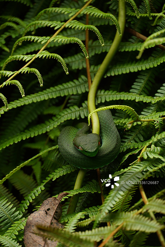 伪装者图片素材
