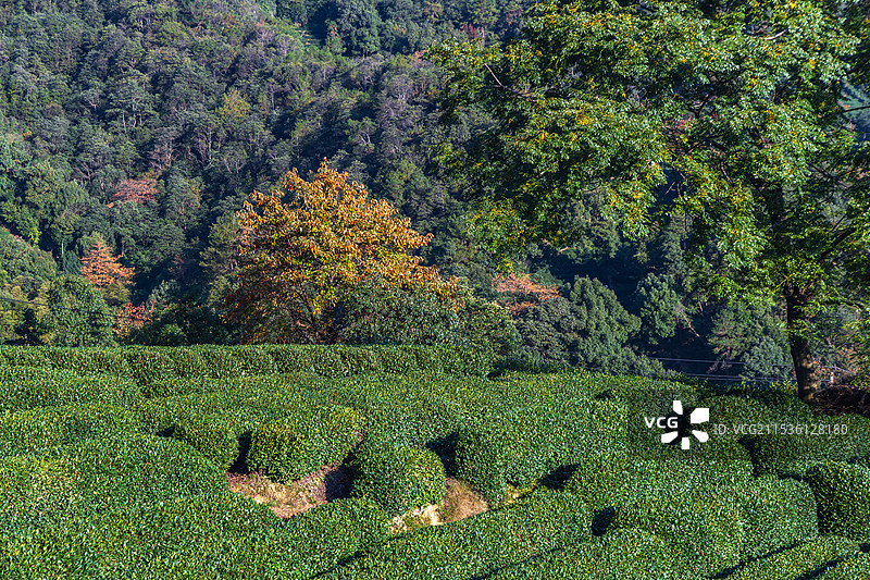 杭州九溪龙井村十里锒铛风光图片素材