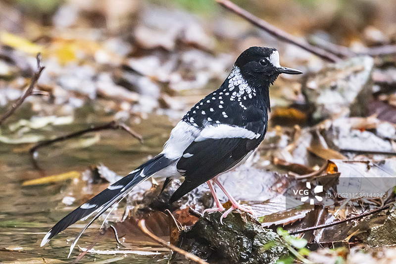 四川荥经龙苍沟森林公园斑背燕尾鸟图片素材