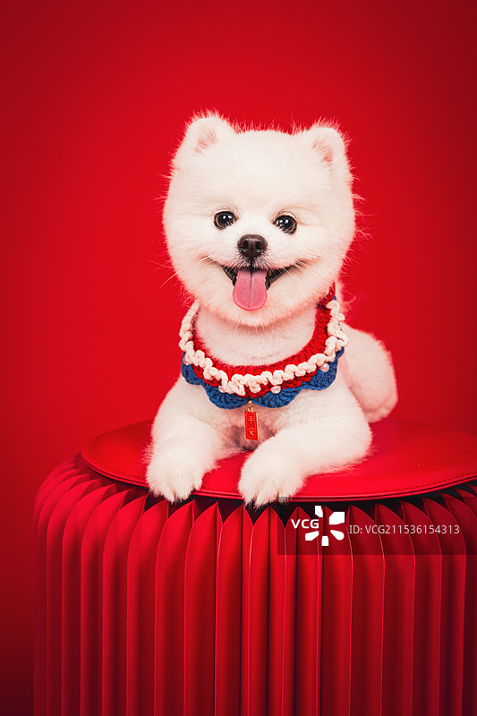 红色背景狗狗肖像照图片素材