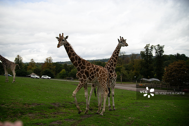 动物园长颈鹿图片素材