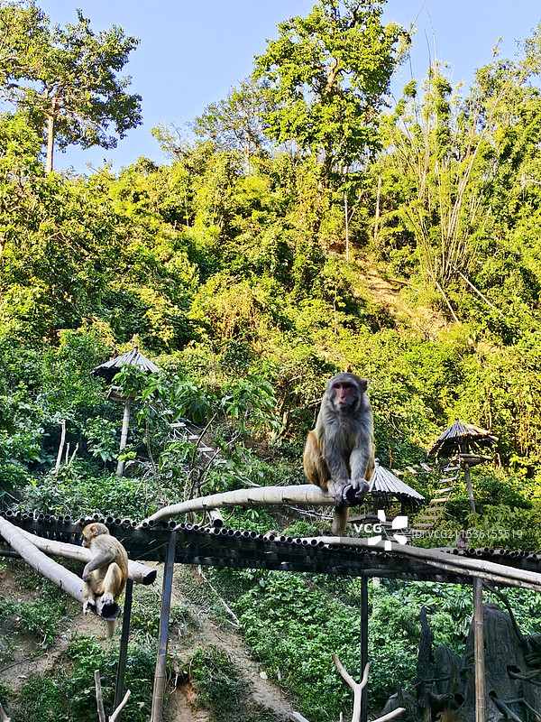 西双版纳原始森林公园图片素材