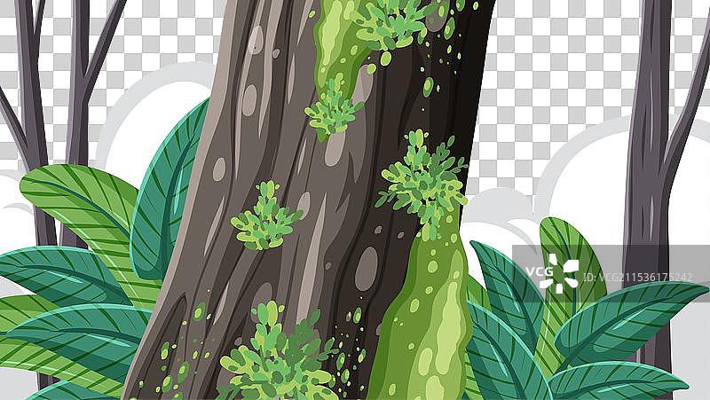 大自然宁静的树冠覆盖，长满苔藓图片素材