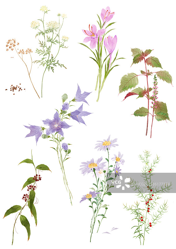 本草植物合集图片素材