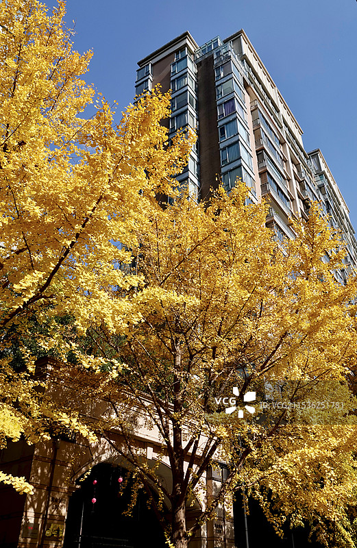 上海黄金城道步行街秋日金黄色银杏图片素材