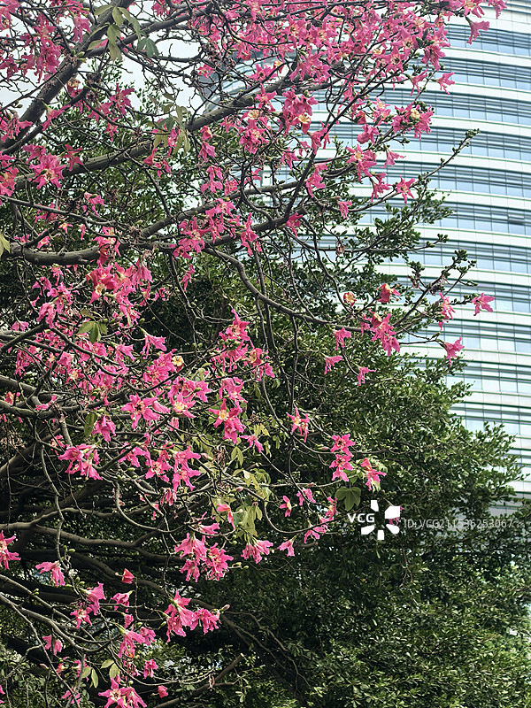 美丽异木棉图片素材