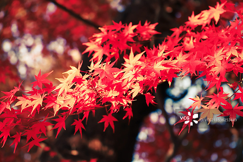 一簇红枫枫叶子图片素材