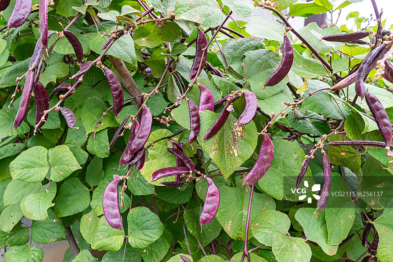 中国蔬菜拍摄主题，有机农庄菜园里的紫色扁豆，户外白昼无人图像摄影图片素材