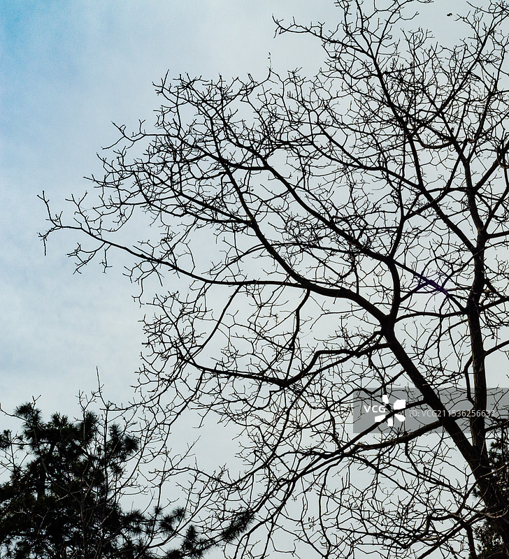 冬天掉光叶子的树枝图片素材