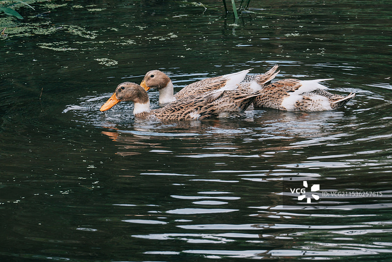 戏水的鸭子图片素材