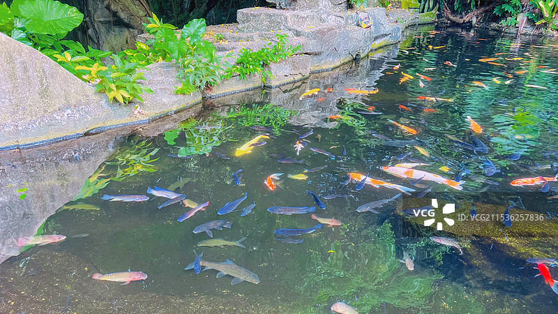 水池里的锦鲤图片素材